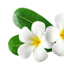 Binhsnails Meadowlark