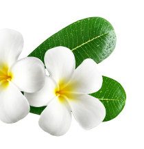 Binhsnails Meadowlark